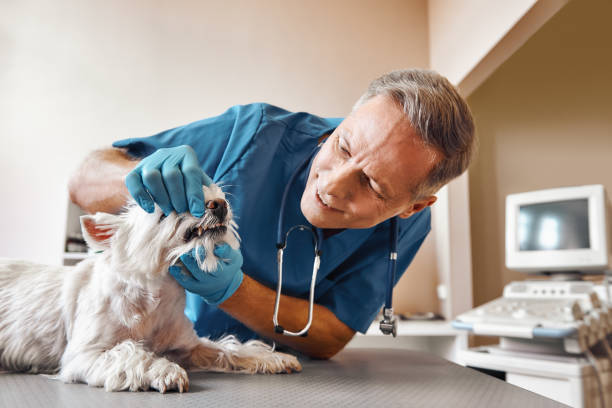 Best Emergency Dental Care for Broken or Chipped Teeth in Rainier, WA